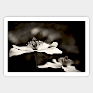 Clematis flower (in black and white) Sticker